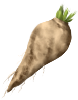 Sugar Beet