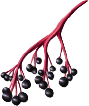 elder berries